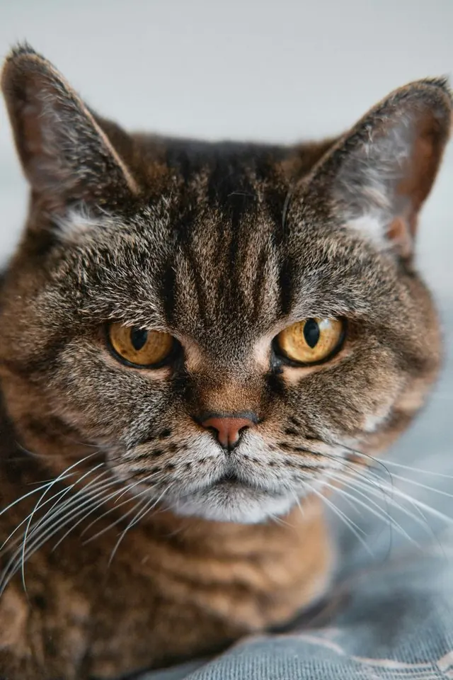 A close-up of a tabby cat with golden eyes
