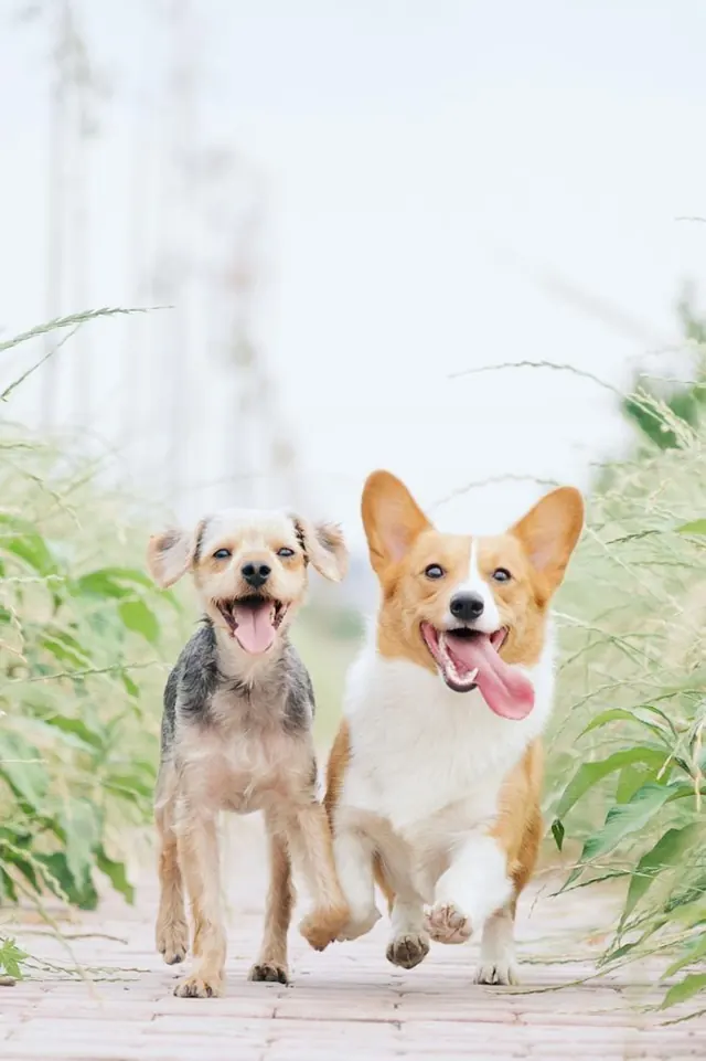 Two happy dogs, a terrier and a corgi, running side by side